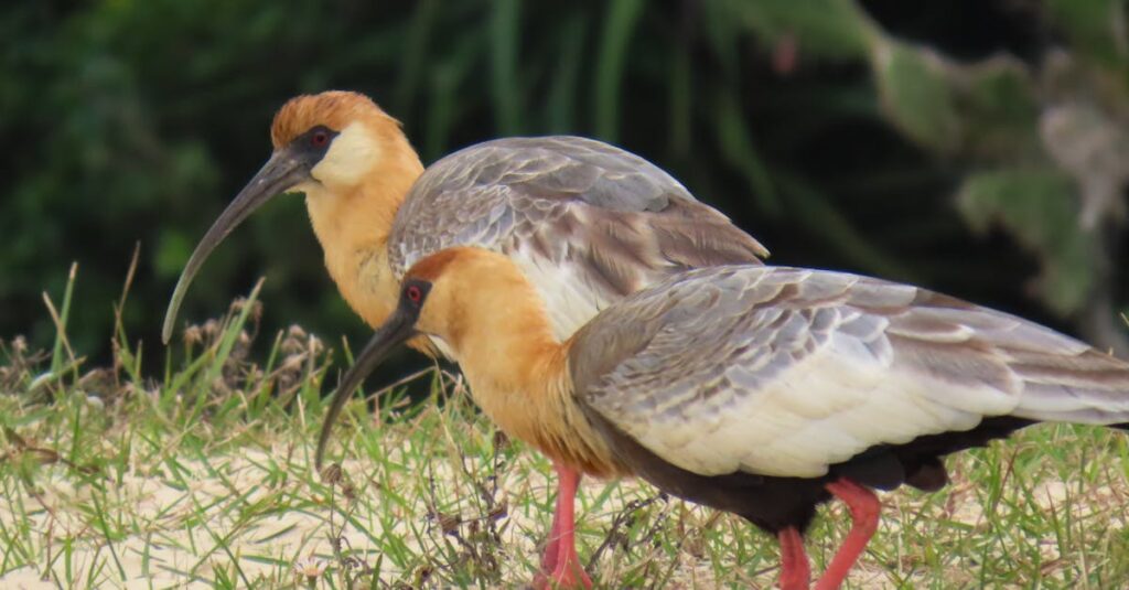 découvrez notre sélection de souvenirs du brésil, parfaits pour revivre l'esprit vibrant et coloré de ce magnifique pays.